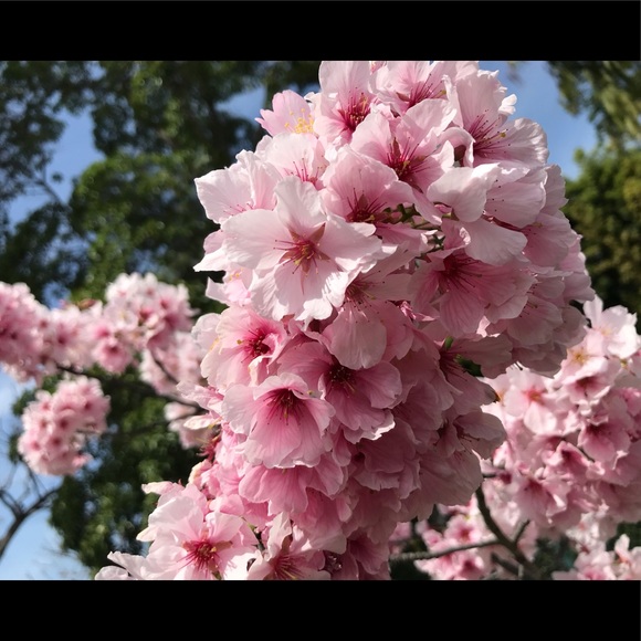 Meet your Posher, Ashley - Picture 6 of 8